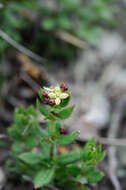 Plancia ëd Galium nankotaizanum Ohwi