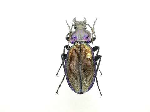 Image of Carabus (Morphocarabus) regalis Fischer von Waldheim 1820