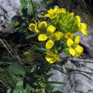 Image of curvepod yellowcress