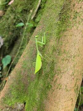 Image of Stagmomantis theophila Rehn 1904