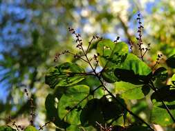 Gmelina fasciculiflora Benth. resmi