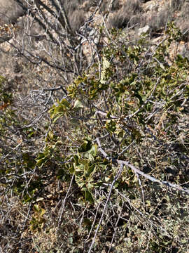 Image of Pungent Oak