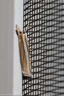 Image of Crambus unistriatellus Packard 1868