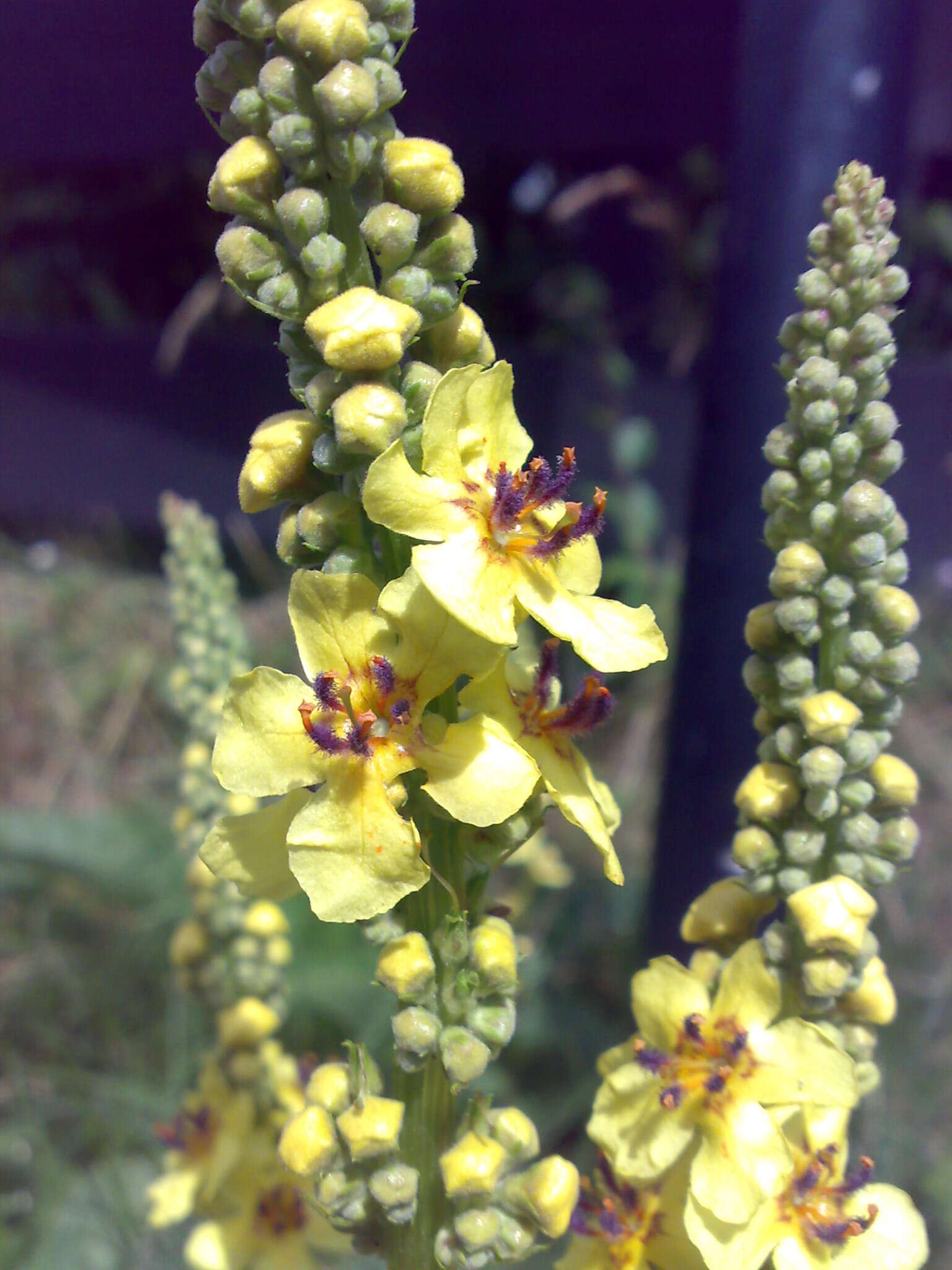 Verbascum nigrum L. resmi