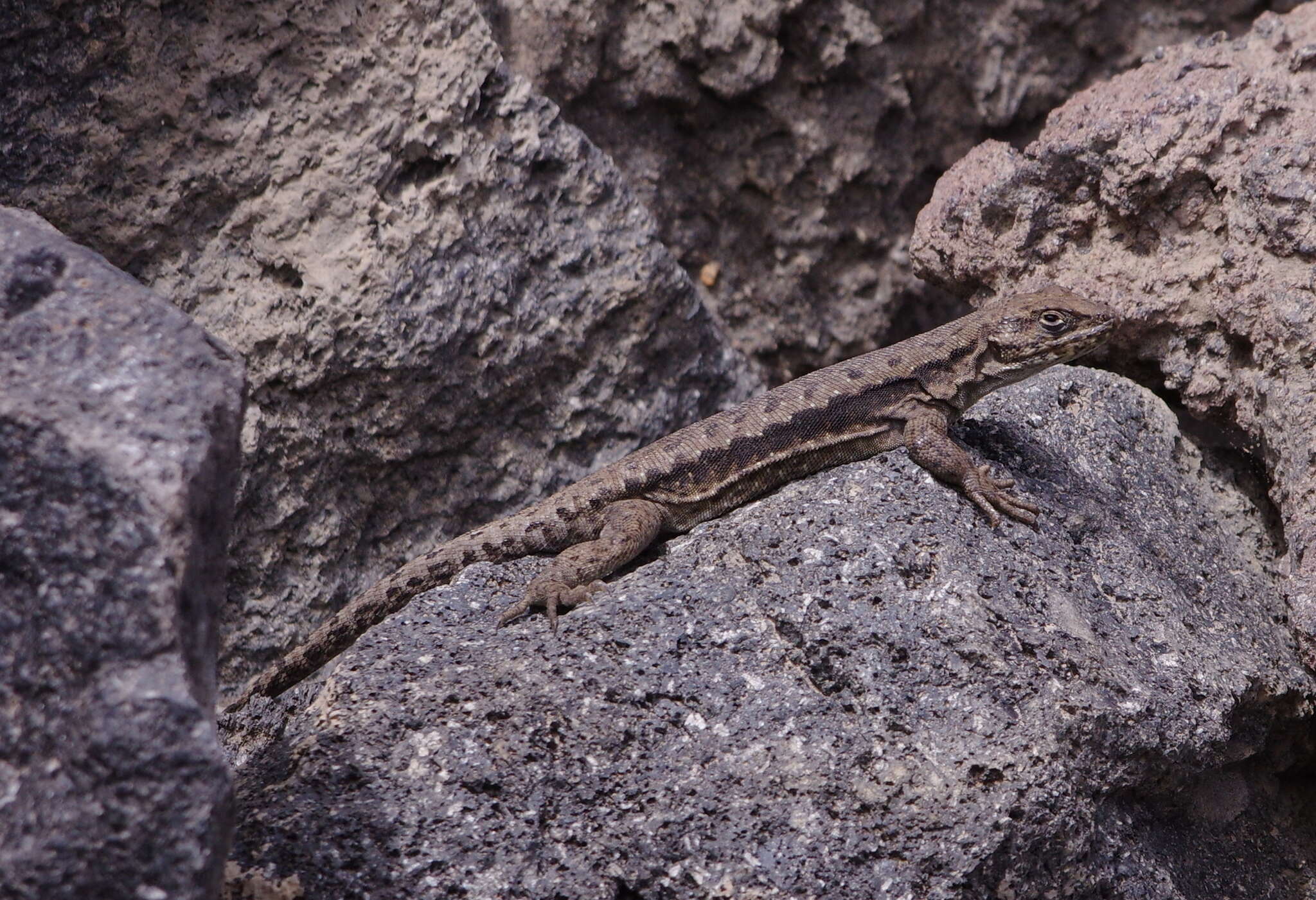 Image of Liolaemus chillanensis Müller & Hellmich 1932