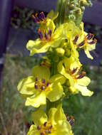 Verbascum nigrum L. resmi