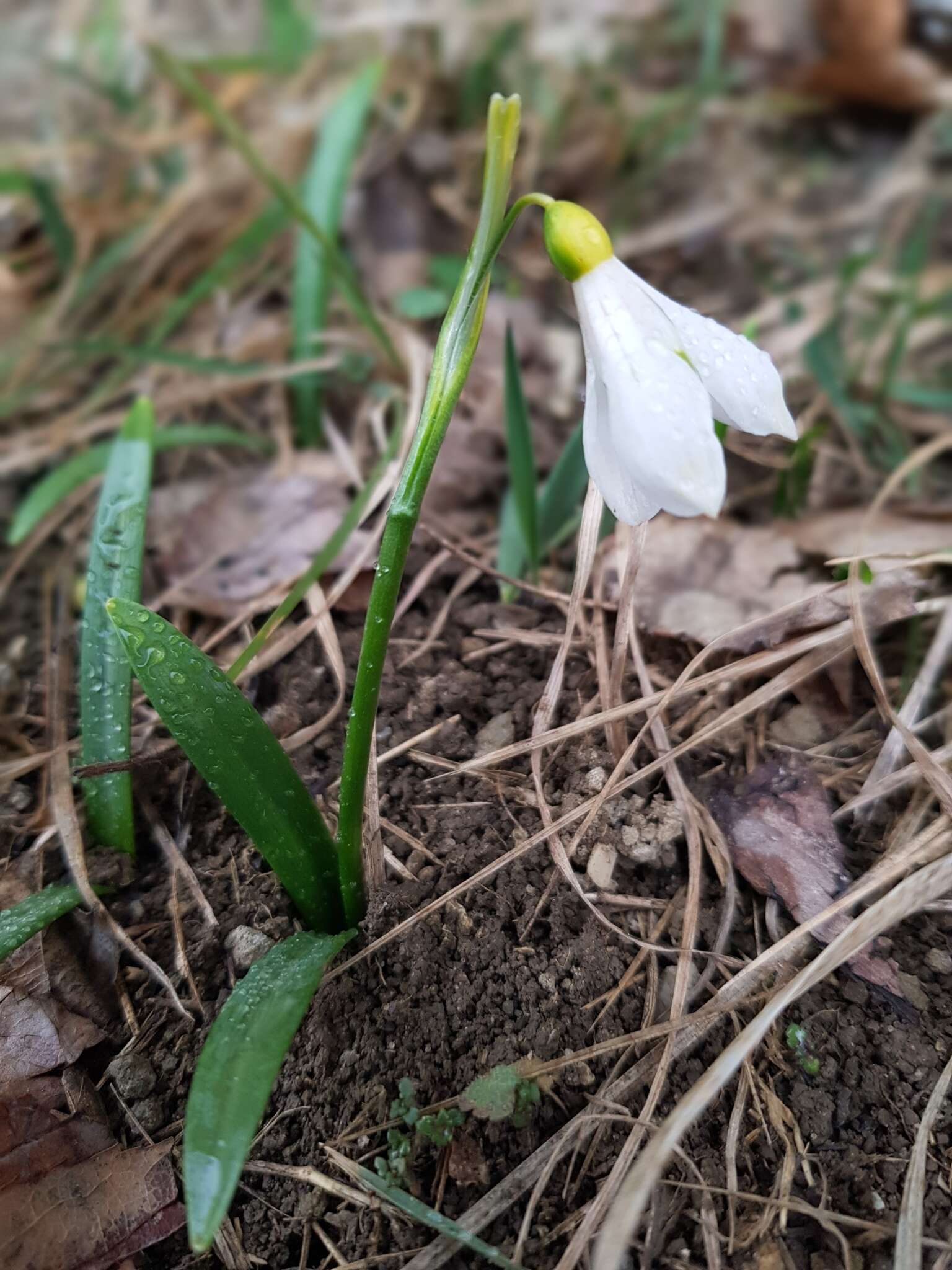 Image of Galanthus lagodechianus Kem.-Nath.