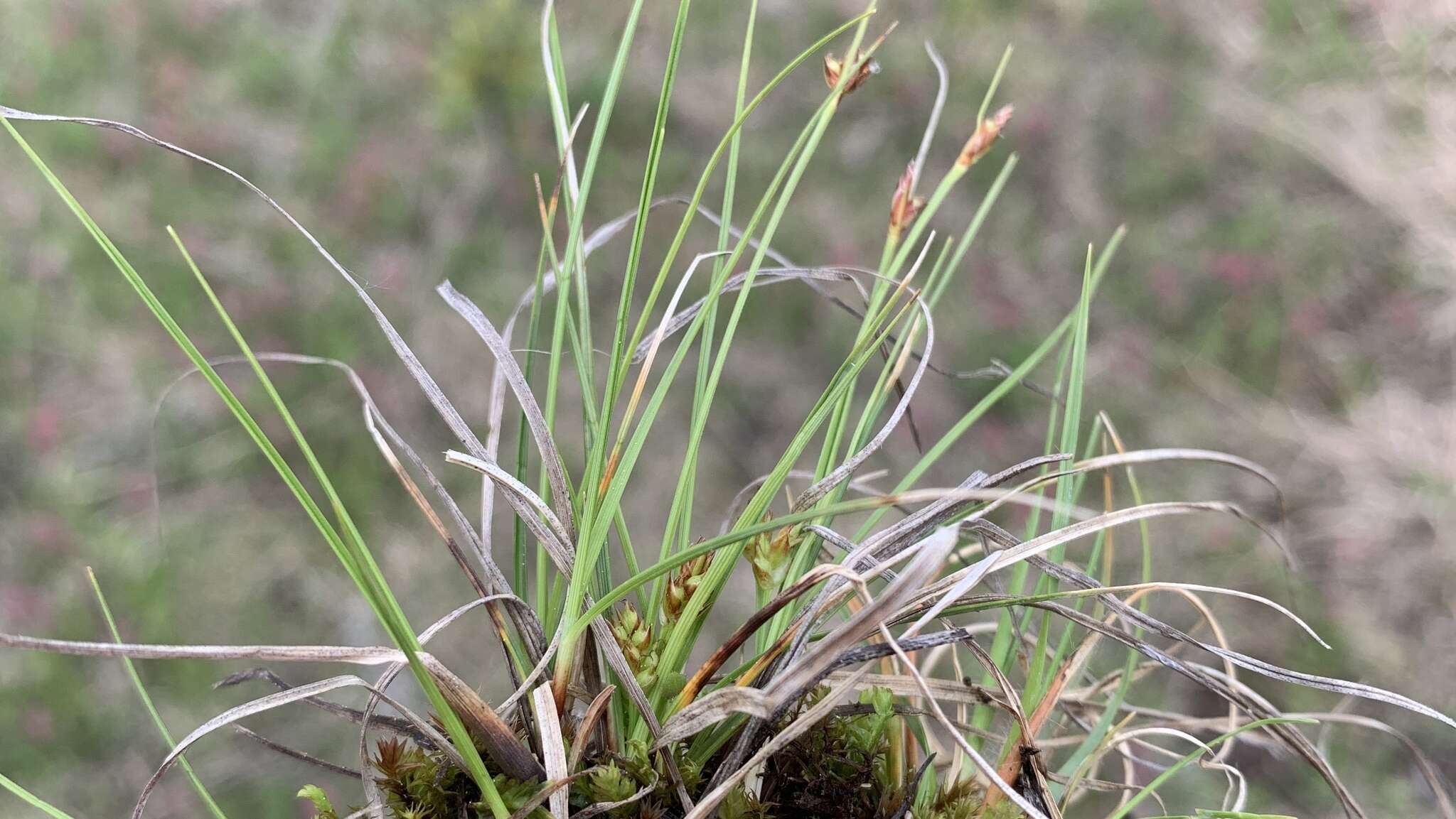 Imagem de Carex tonsa var. rugosperma (Mack.) Crins