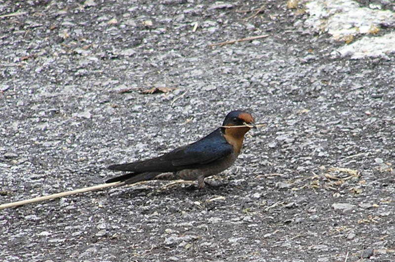 Image of Pacific Swallow