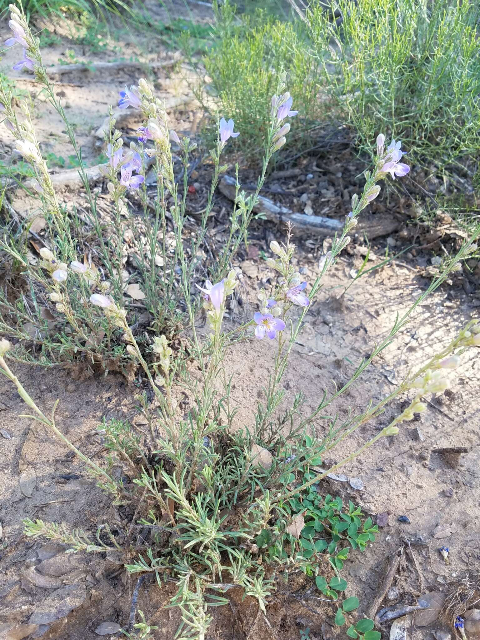 Plancia ëd Penstemon linarioides A. Gray