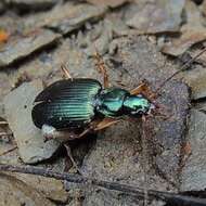 Image of Agonum (Olisares) extensicolle (Say 1823)