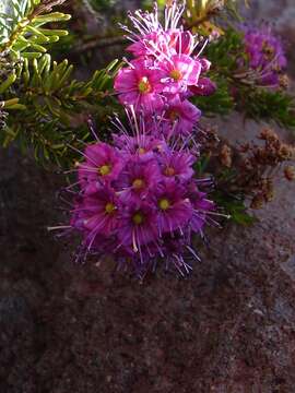 Image of purple mountainheath