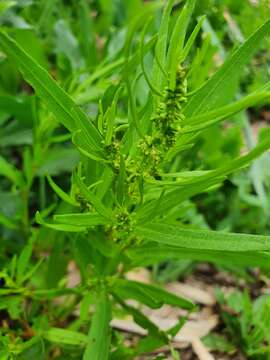 Imagem de Rumex rossicus Murb.