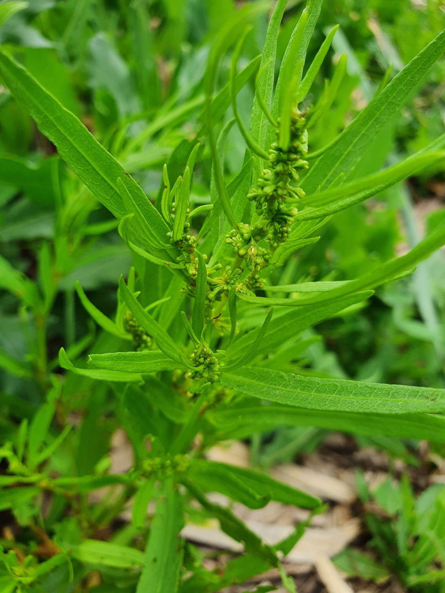 Imagem de Rumex rossicus Murb.