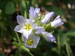 Image of moving polemonium