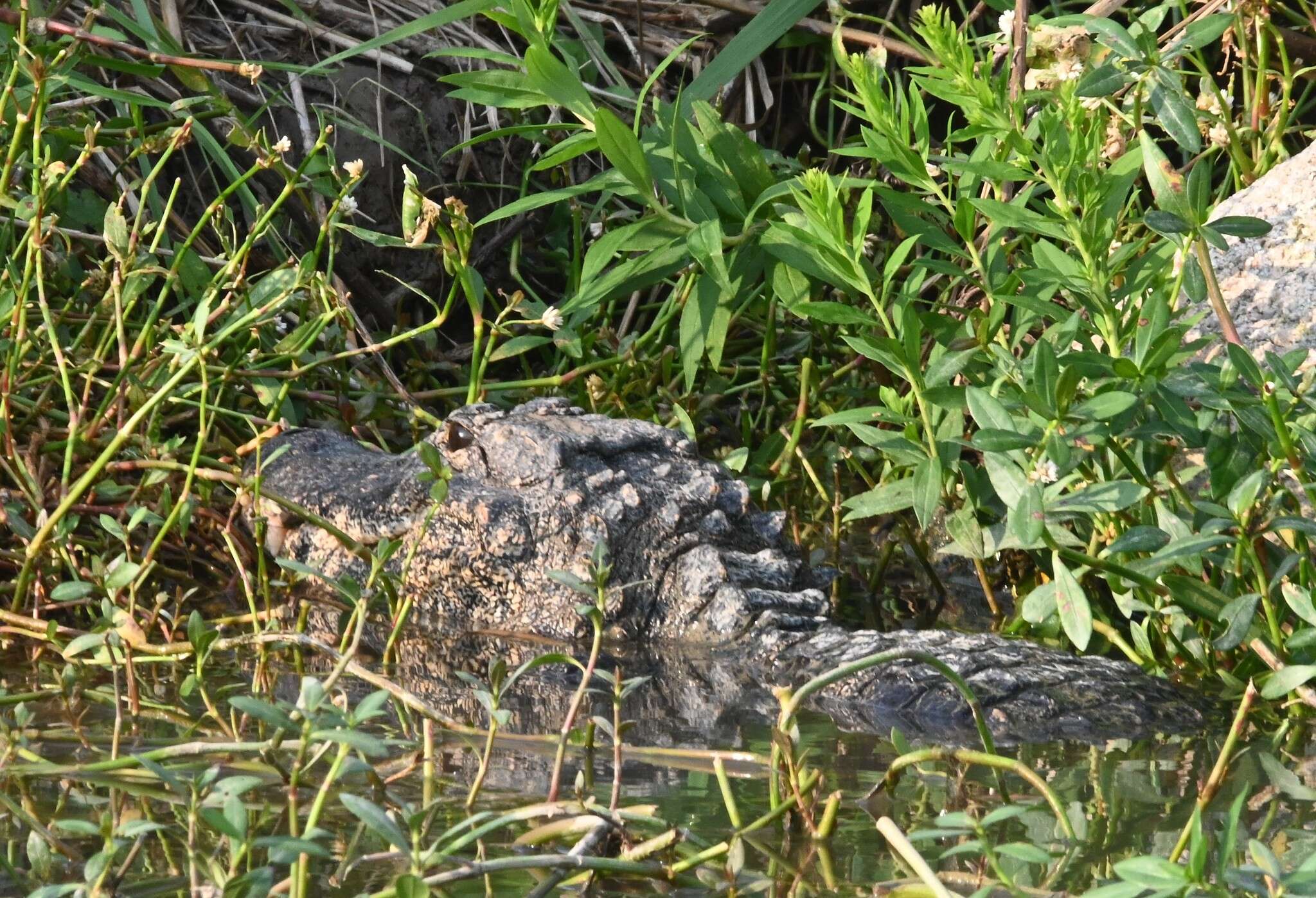 Image of Chinese alligator