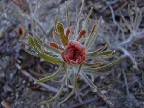 Image of cobwebby Indian paintbrush