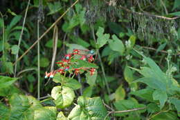 Imagem de Clerodendrum japonicum (Thunb.) Sweet