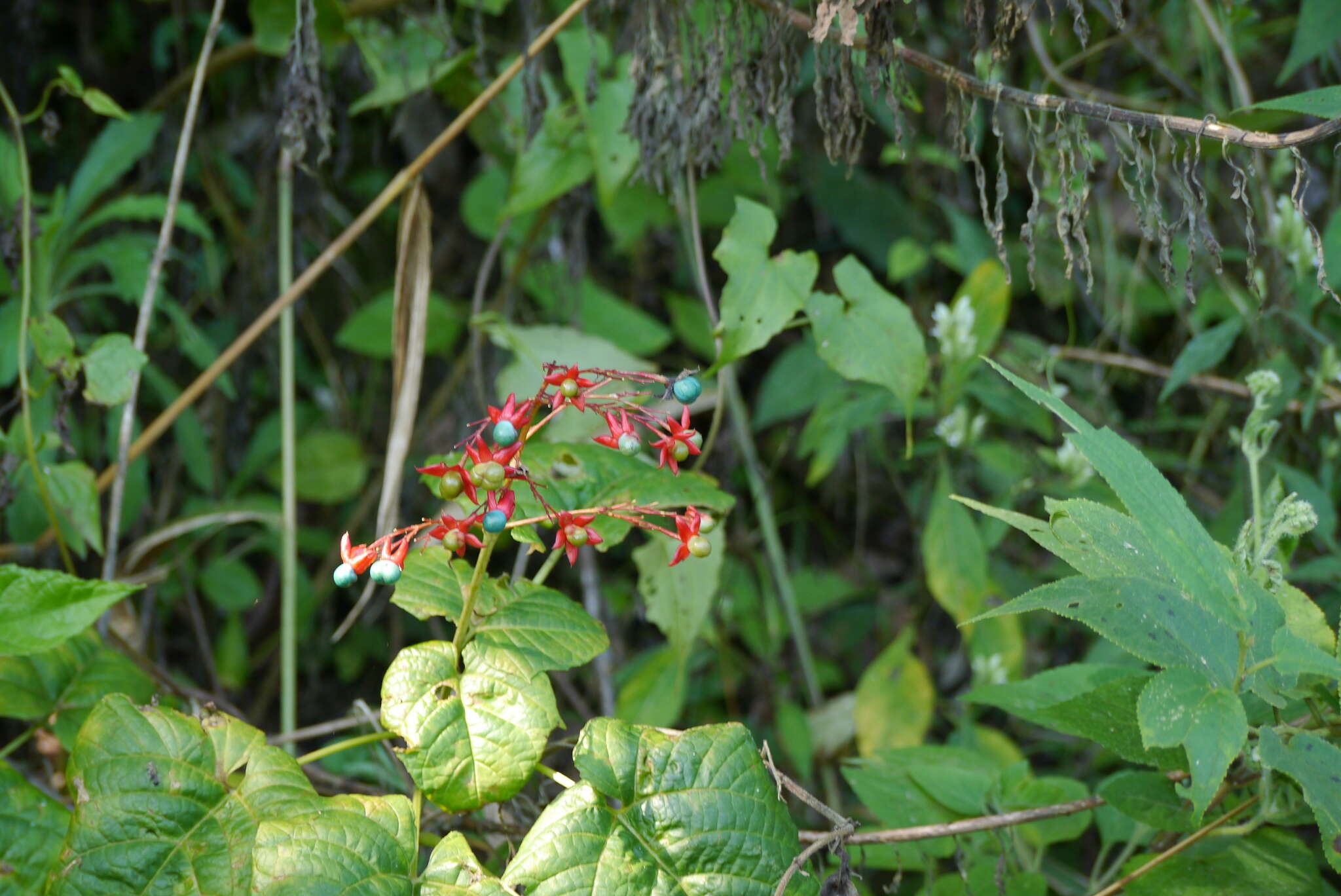 Imagem de Clerodendrum japonicum (Thunb.) Sweet