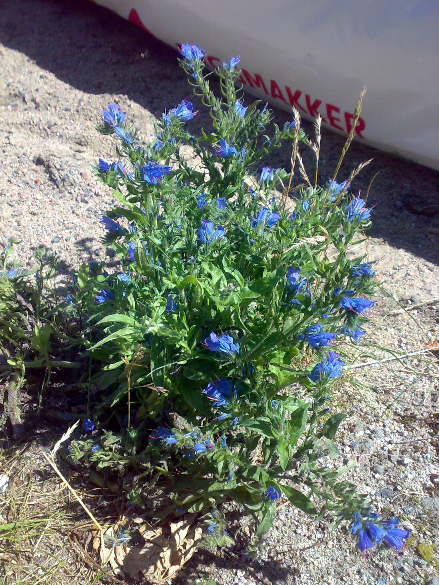 Imagem de Echium vulgare L.