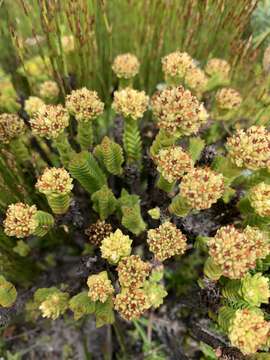 Image of Crassula subulata var. fastigiata (Schönl.) Tölken