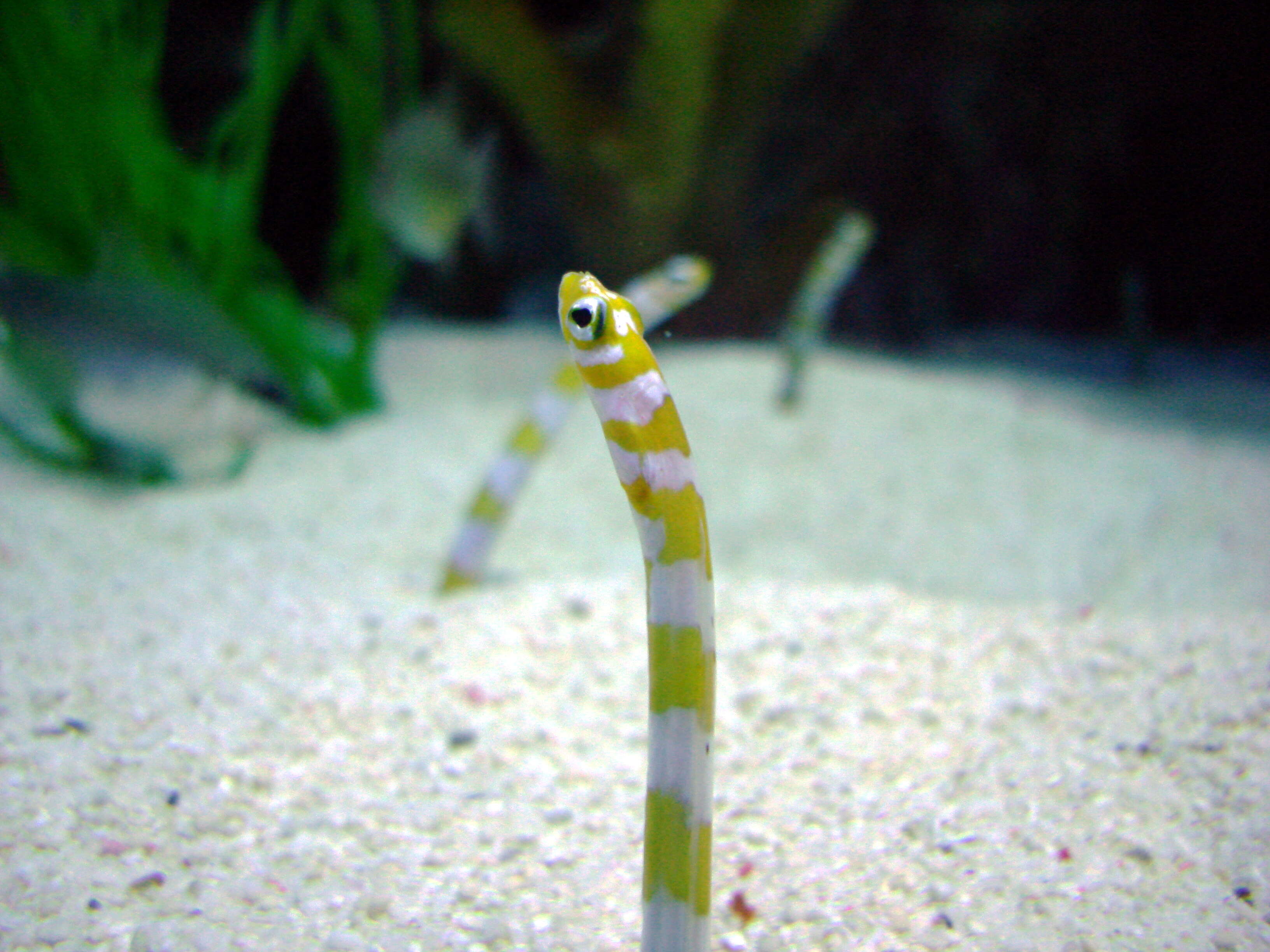 Image of Splendid garden eel