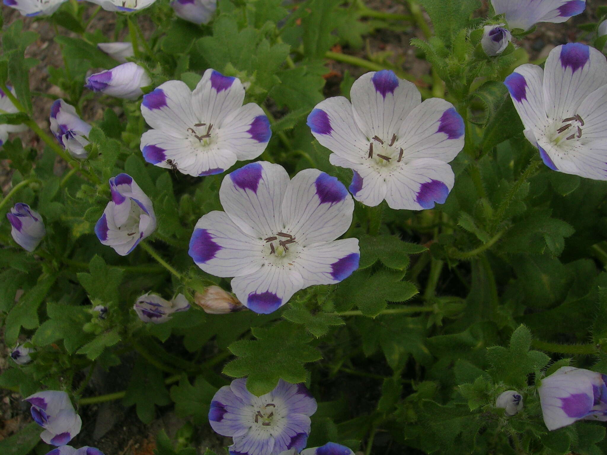 Imagem de Nemophila maculata Benth. ex Lindl.