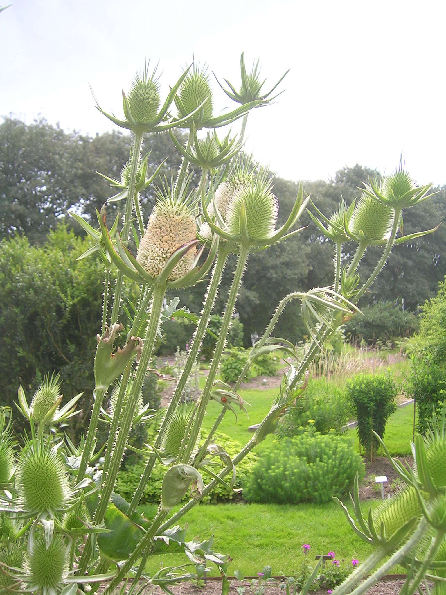 Image of Dipsacus fullonum