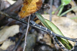 Image of Catesby's Snail-eater