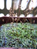 Image of Zigzag bladderwort