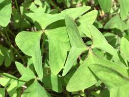 Image of broadleaf woodsorrel