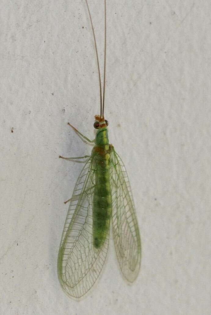 Image of Plesiochrysa atalotis (Banks 1910)