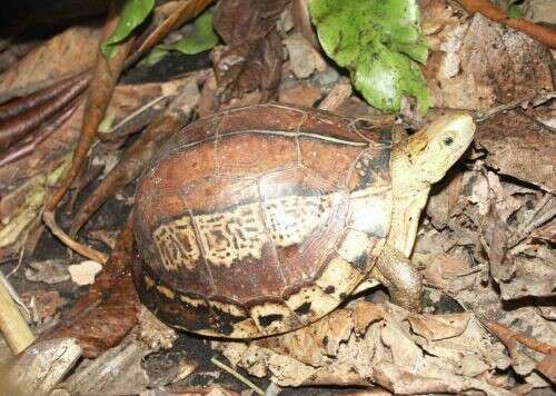 Image of Southern Viet Nam Box Turtle