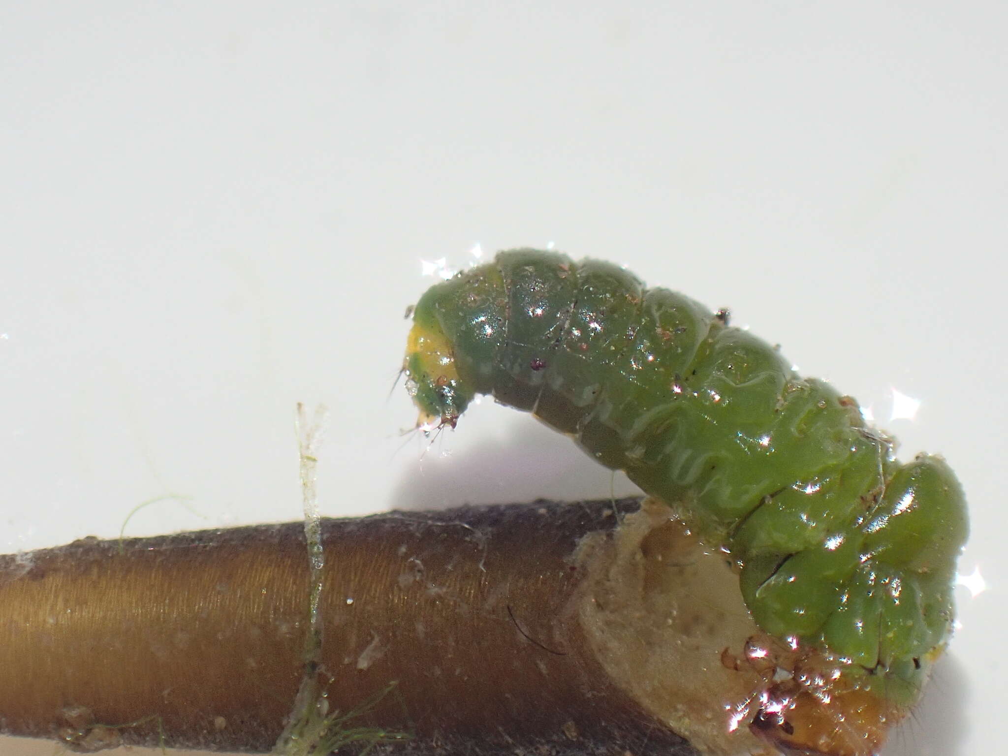 Image of Ceraclea (Pseudoleptocerus) schoutedeni (Navas 1930)