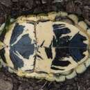 Image of Yellow-headed Box Turtle