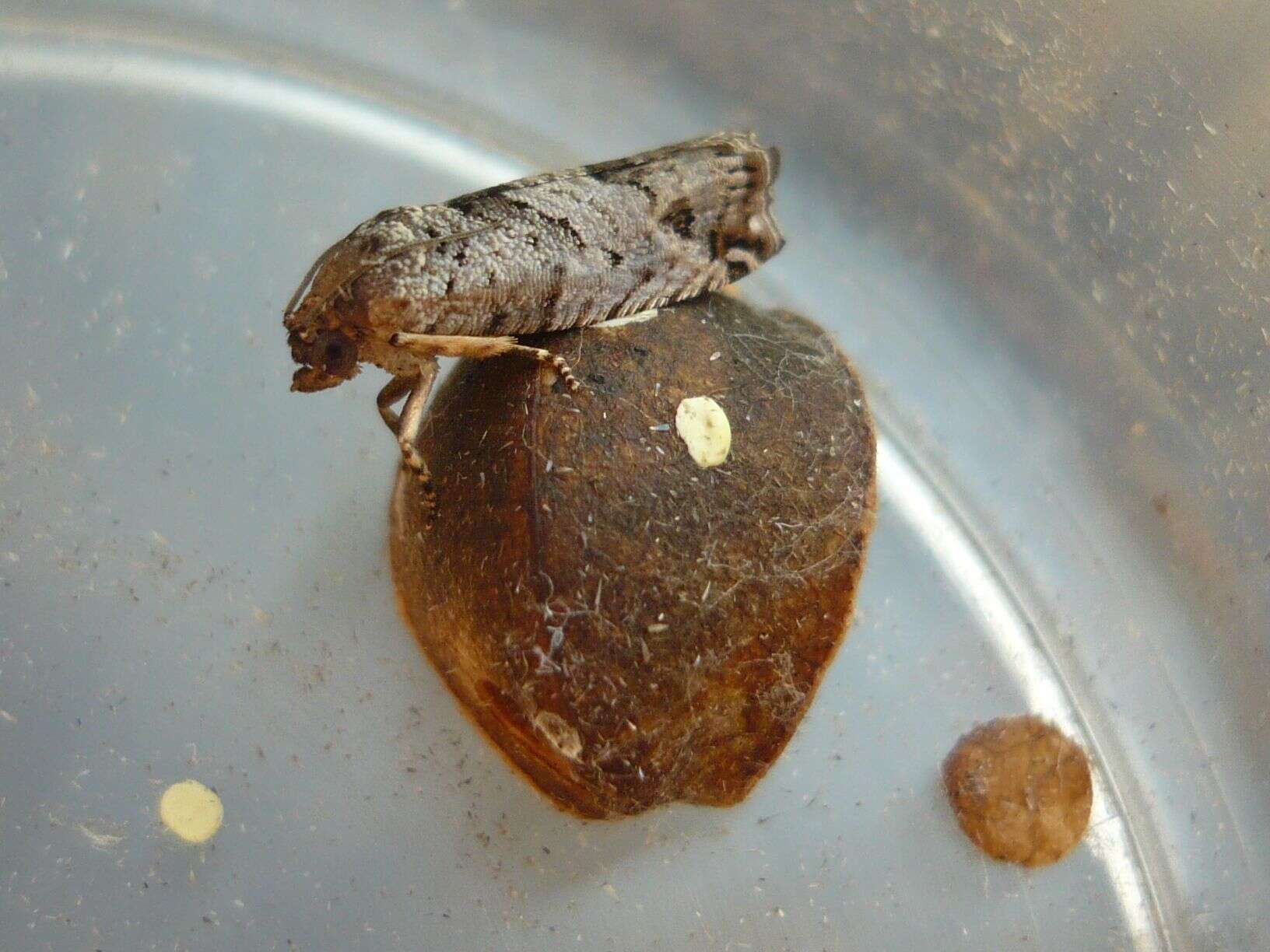 Image of Jumping bean moth