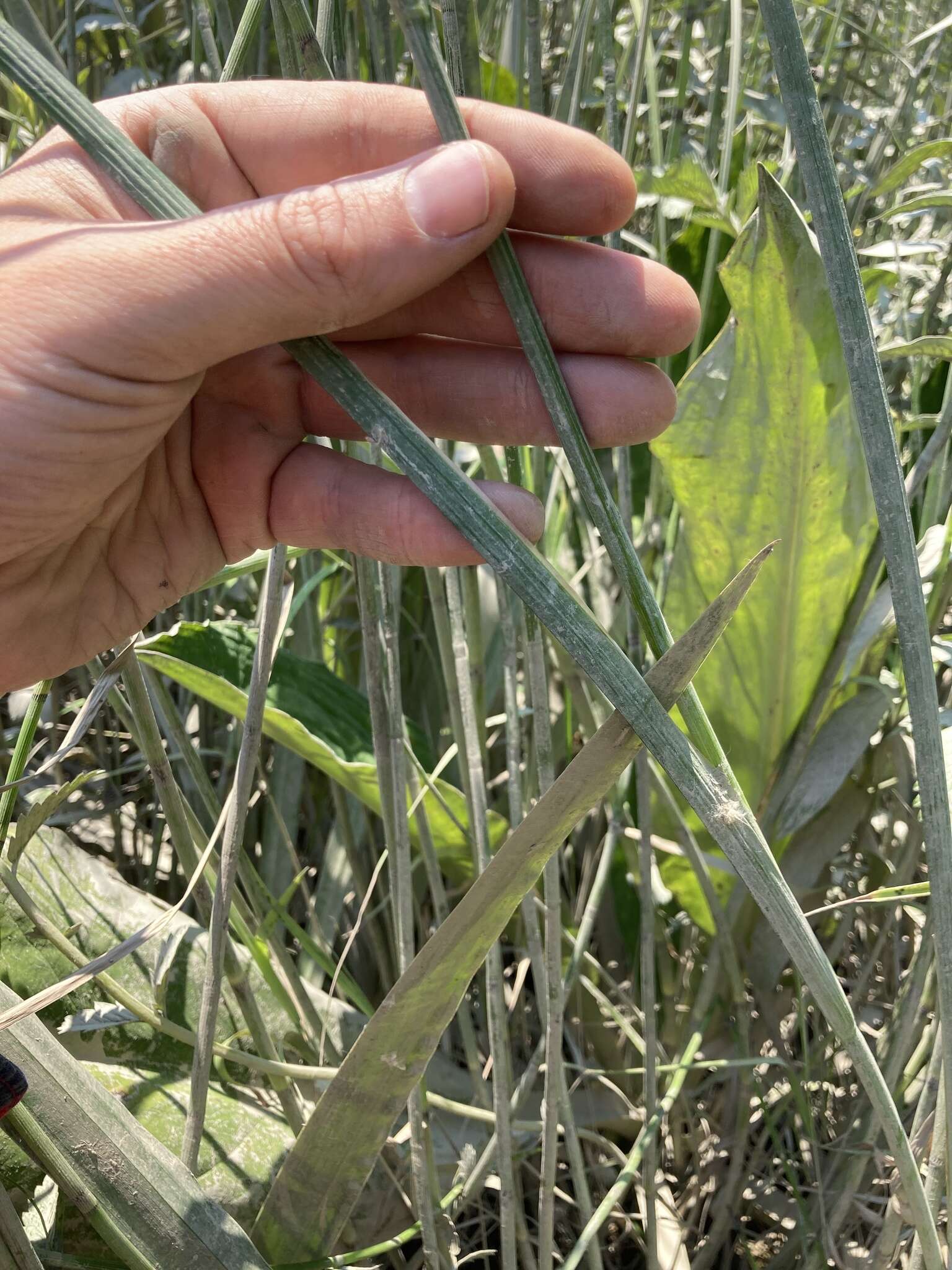 Image of Pointed Rush