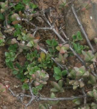 Image of Blepharis integrifolia (L. fil.) E. Mey. & Drege