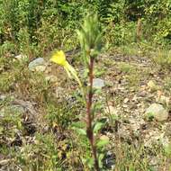 Plancia ëd Oenothera parviflora L.