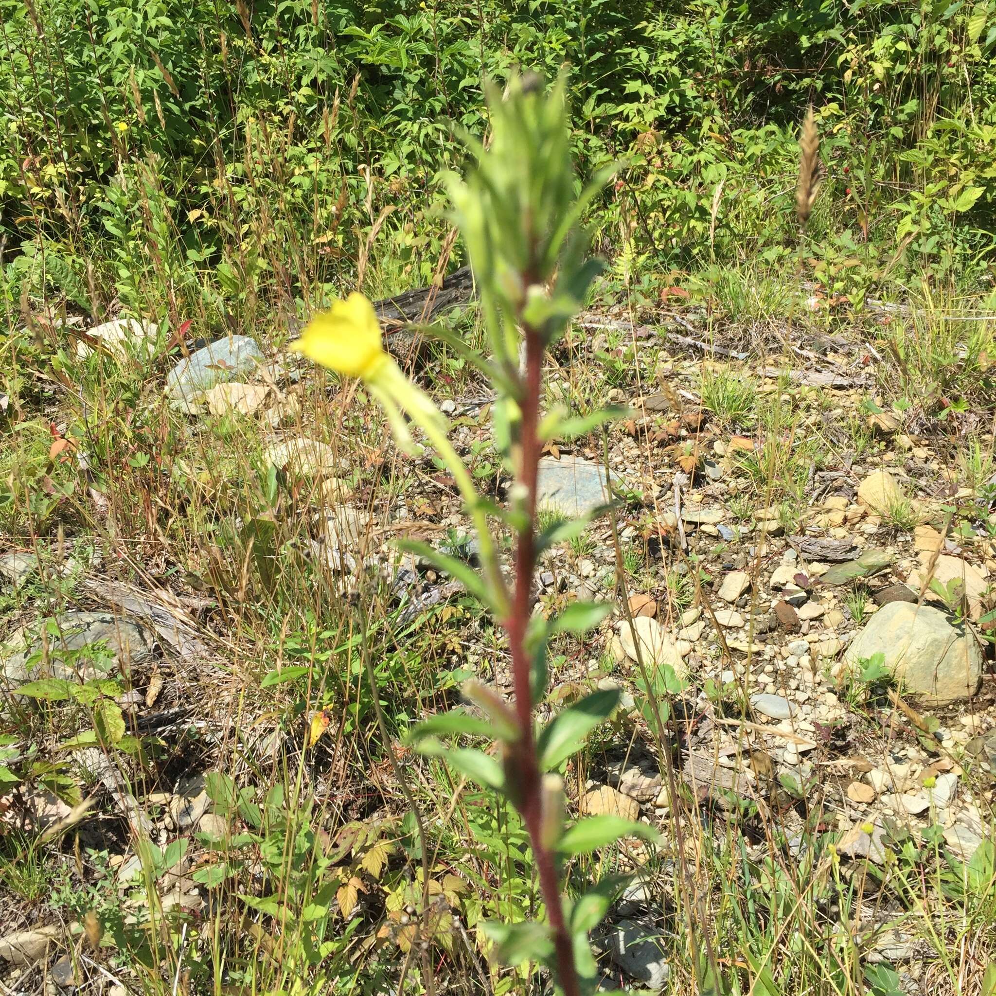 Plancia ëd Oenothera parviflora L.