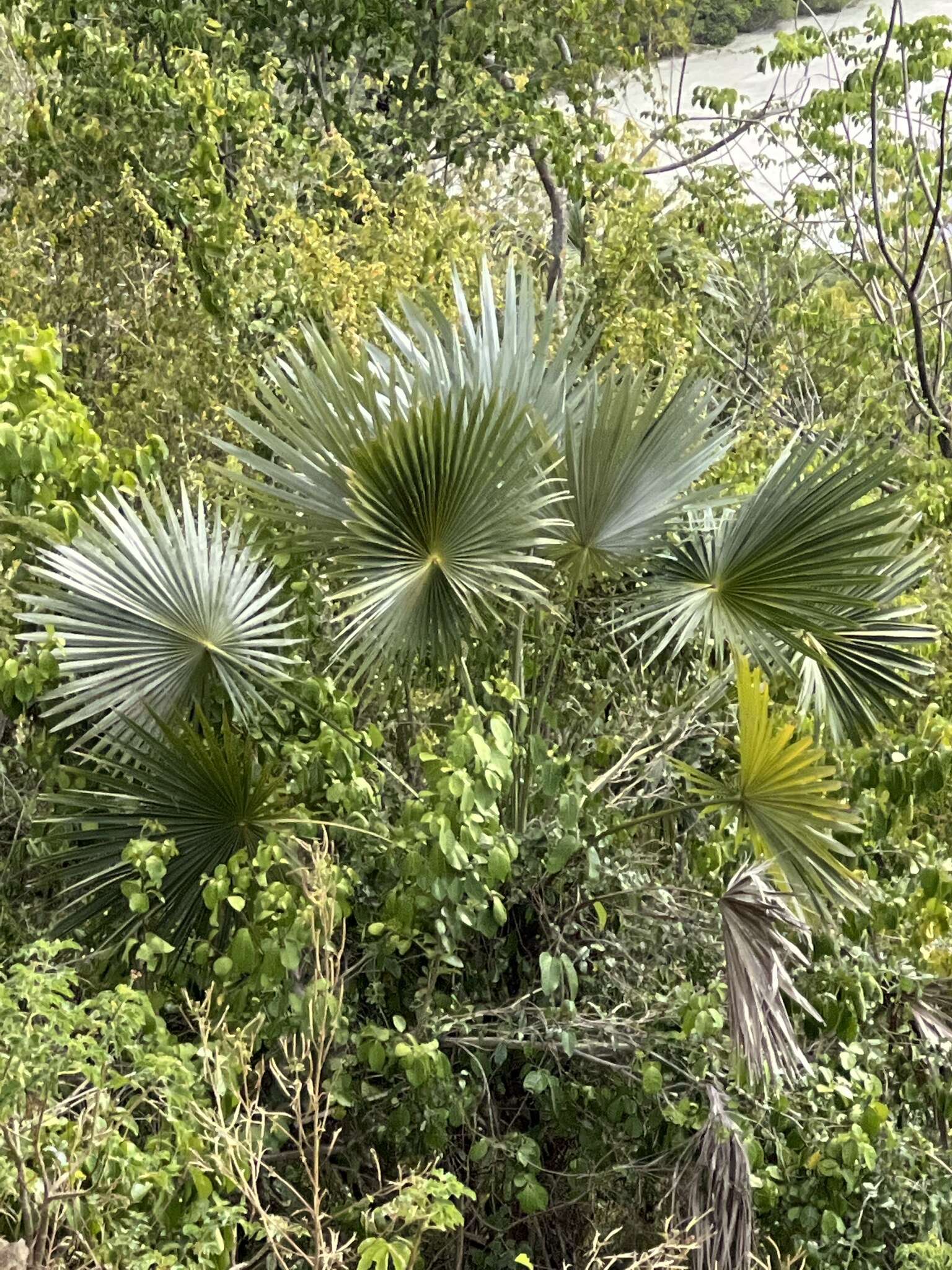 Coccothrinax alta (O. F. Cook) Becc.的圖片