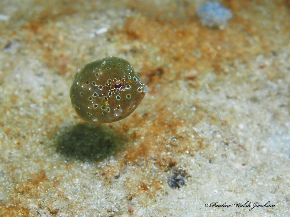 Image of Buffalo Trunkfish