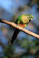 Image of Maroon-bellied Parakeet