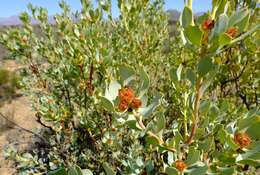 Image of Leucadendron loranthifolium (Salisb. ex Knight) I. Williams