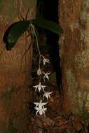 Image of Aerangis articulata (Rchb. fil.) Schltr.