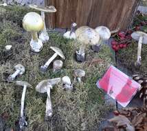 Image of Death cap