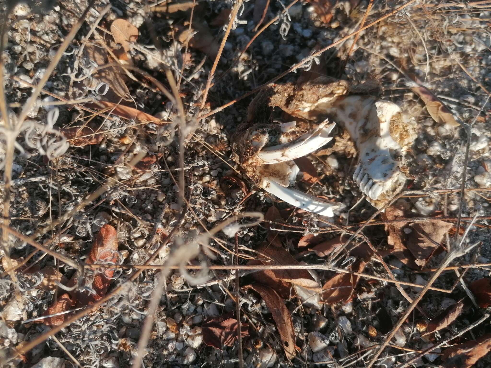 Image of giant pocket gopher