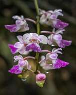 Image of Aerides crispa Lindl.