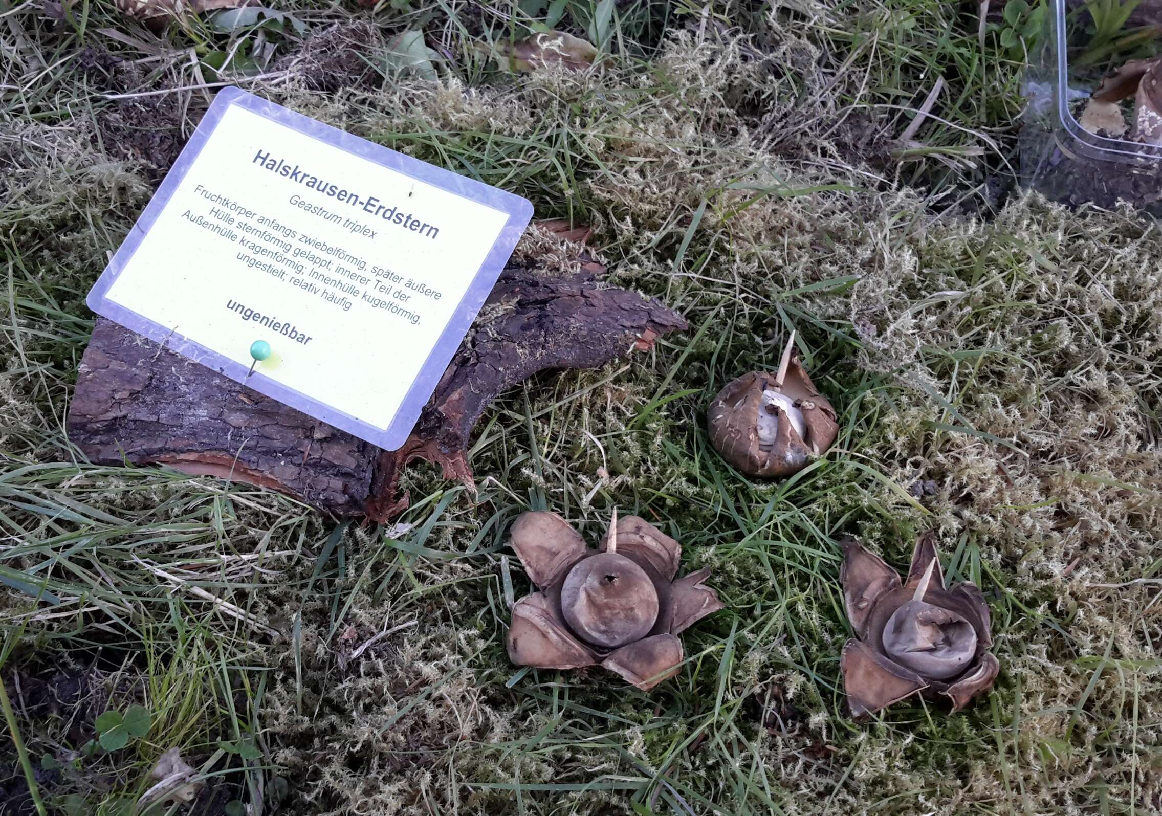 Image of Collared Earthstar