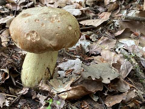 Image of Iodine bolete